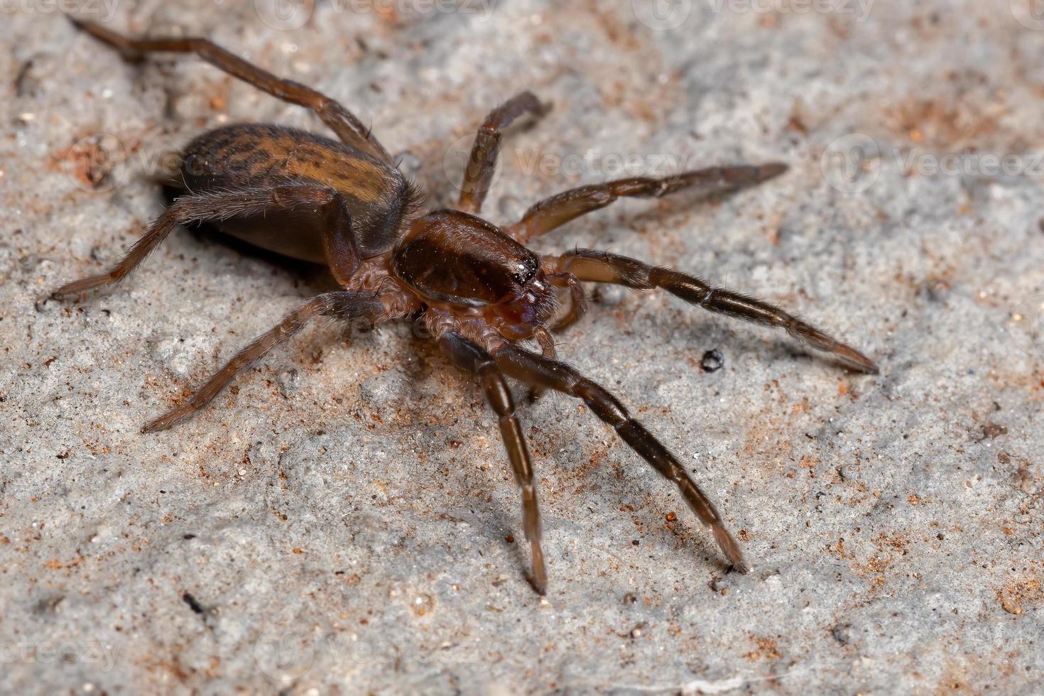 brasilianische umherstreifende Spinne foto