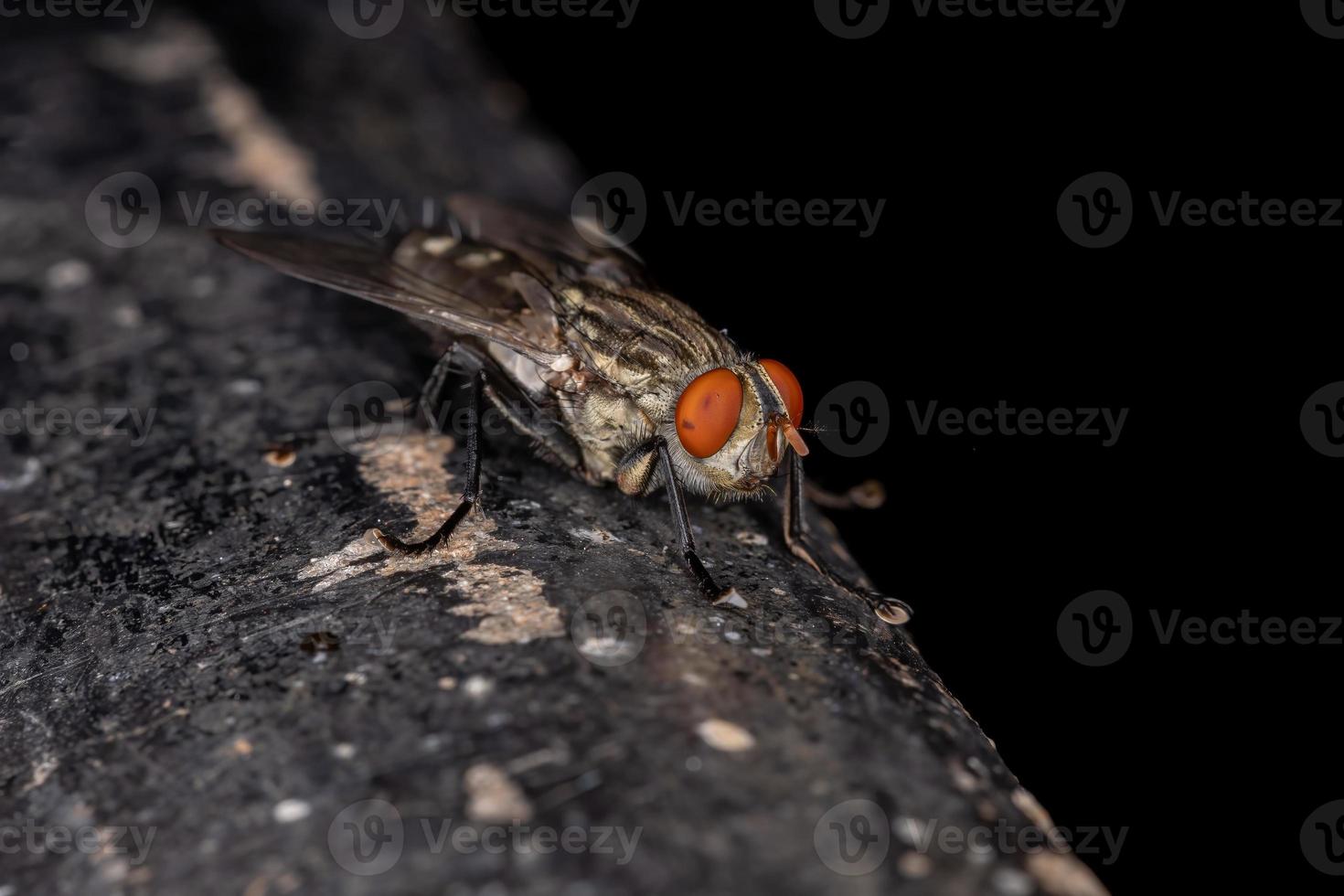 erwachsene Fleischfliege foto