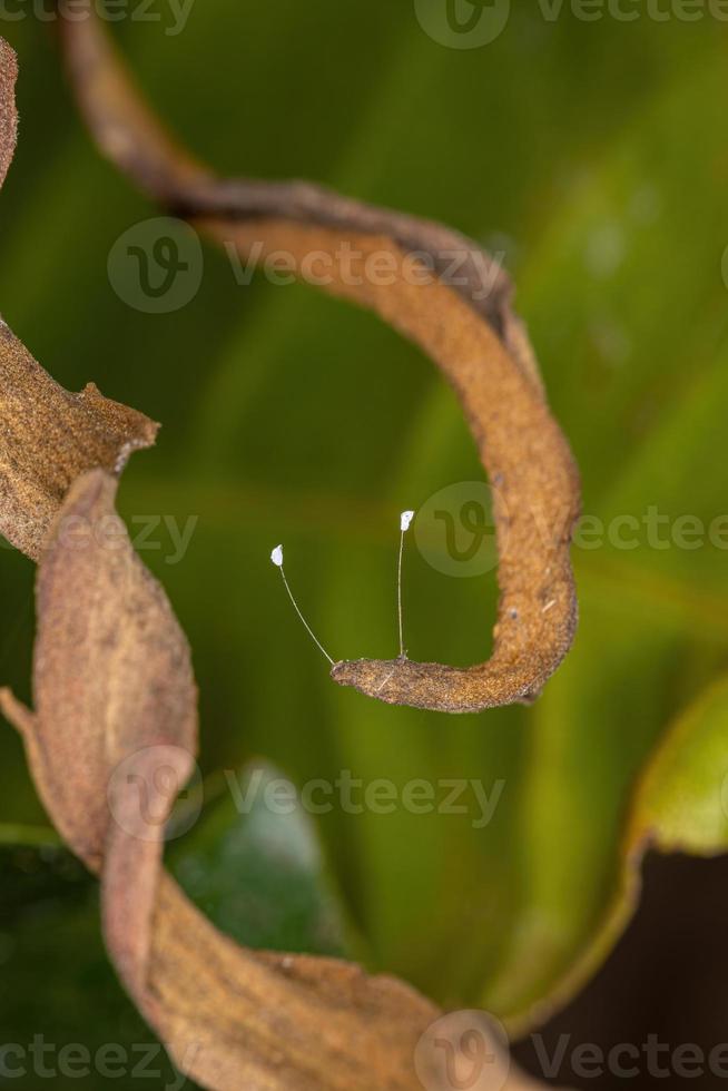 grüne Florfliegeneier foto