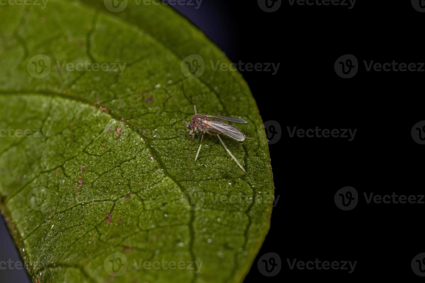 kleine erwachsene Nematoceran-Fliege foto