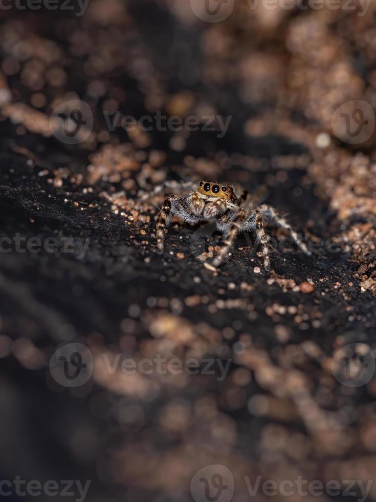 graue Wand springende Spinne foto