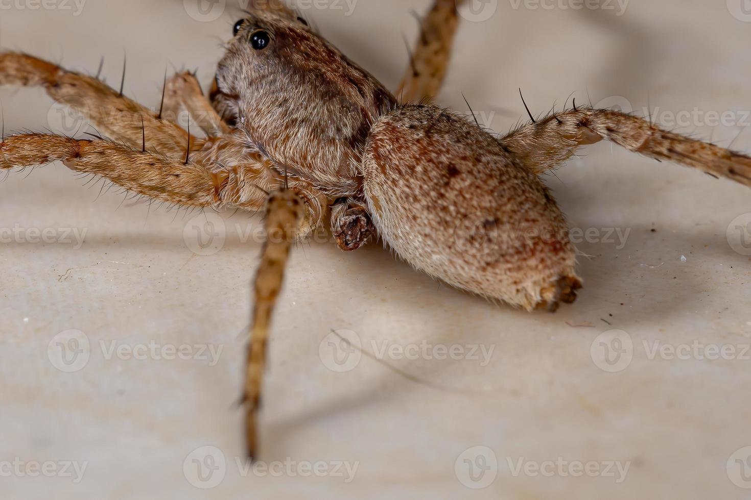 Wolfsspinne der Familie Lycosidae foto