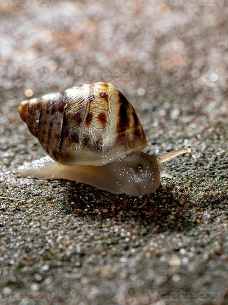 Afrikanische Riesenschnecke foto