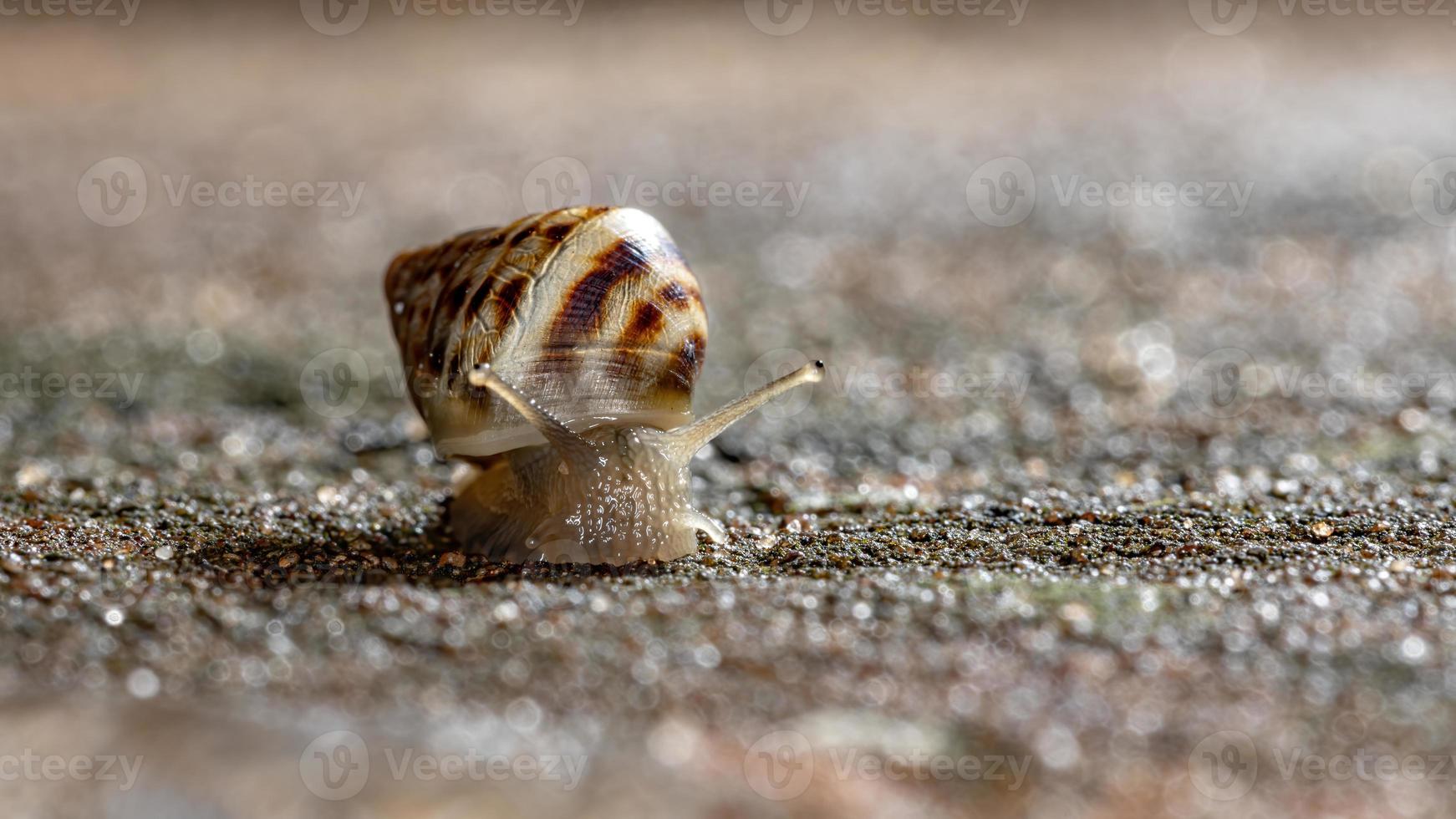 Afrikanische Riesenschnecke foto