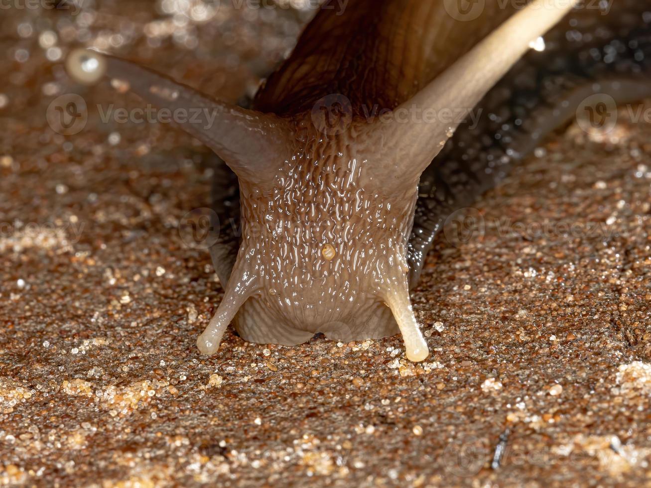 Afrikanische Riesenschnecke foto