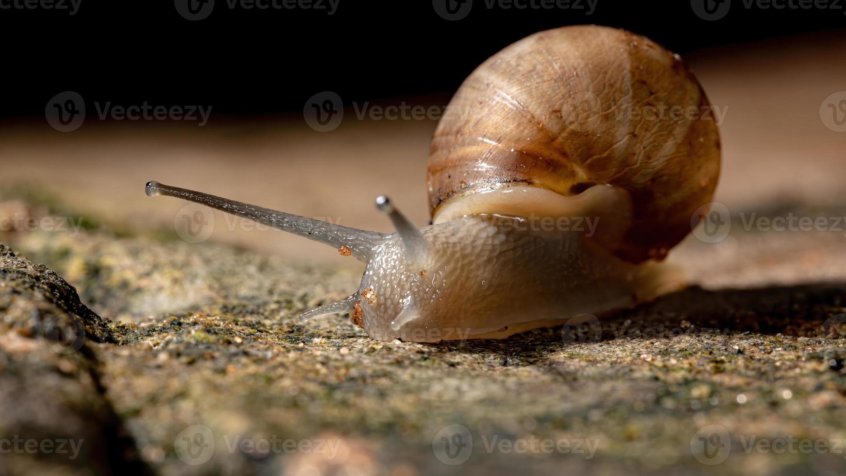 Afrikanische Riesenschnecke foto