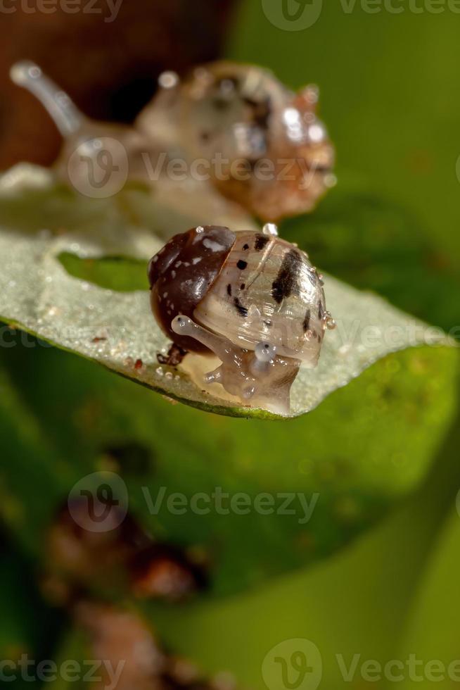 Afrikanische Riesenschnecke foto