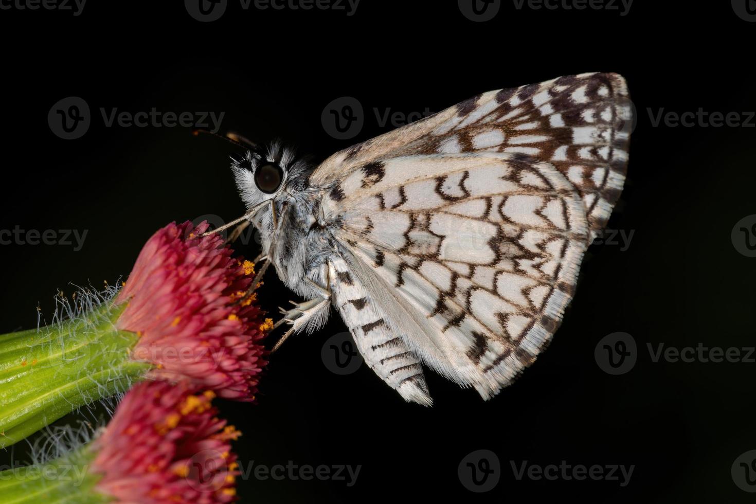 orcus karierter Skipper foto