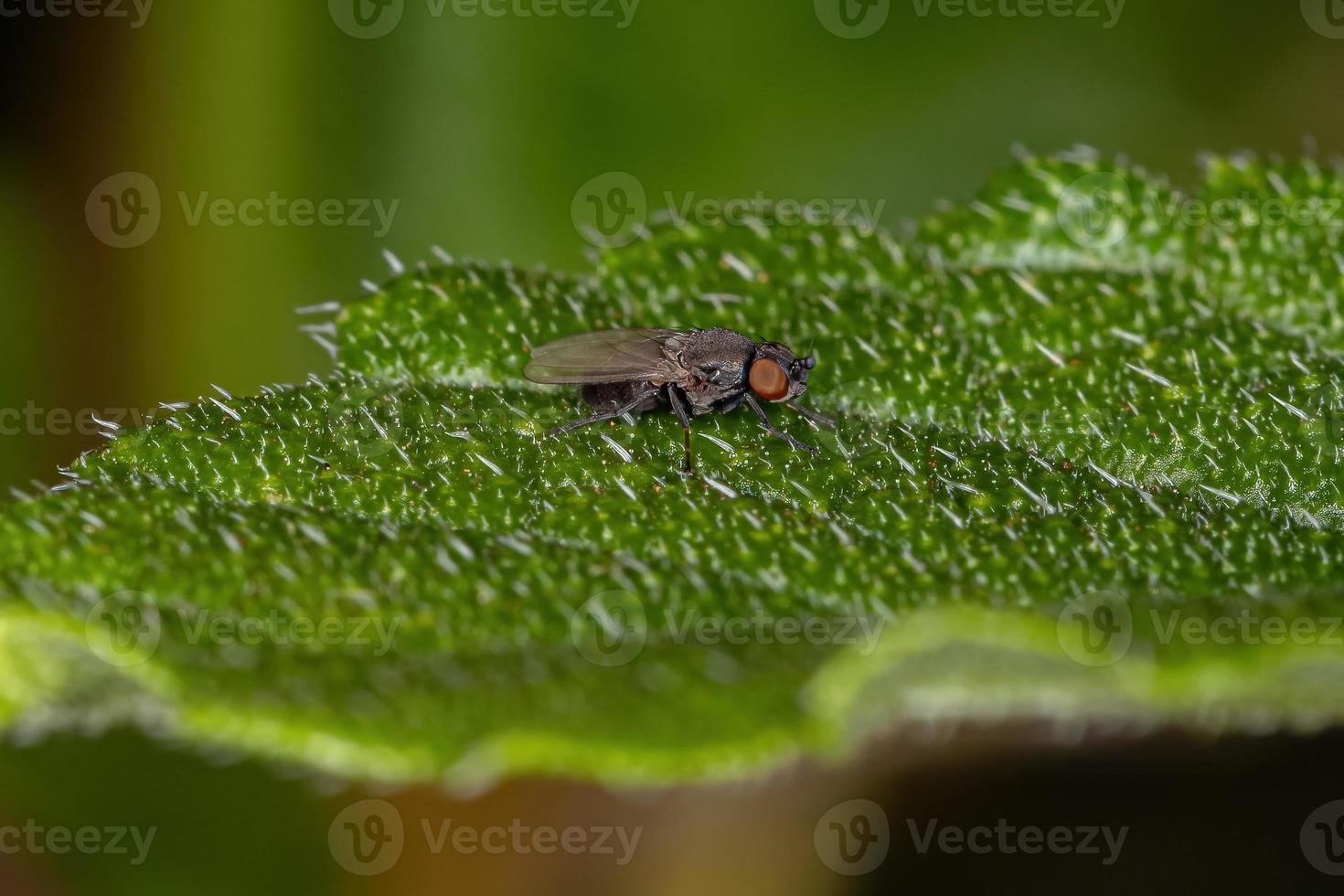 erwachsene Brachyceran-Fliege foto