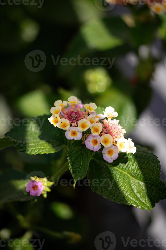 Blume der gemeinsamen Lantana foto