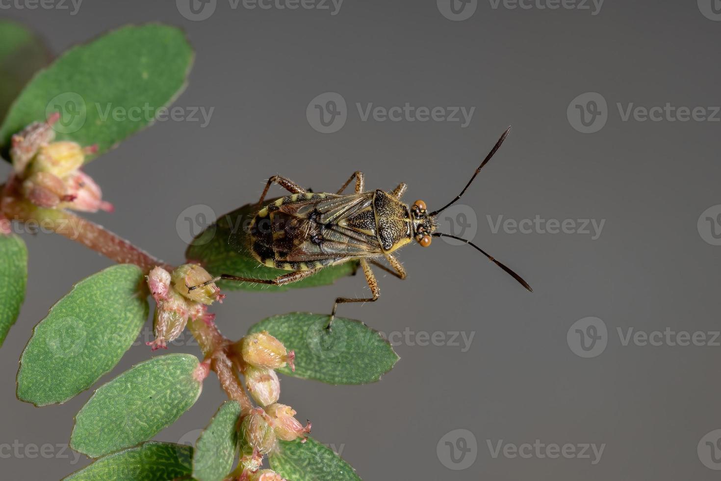 erwachsener geruchloser Pflanzenkäfer foto