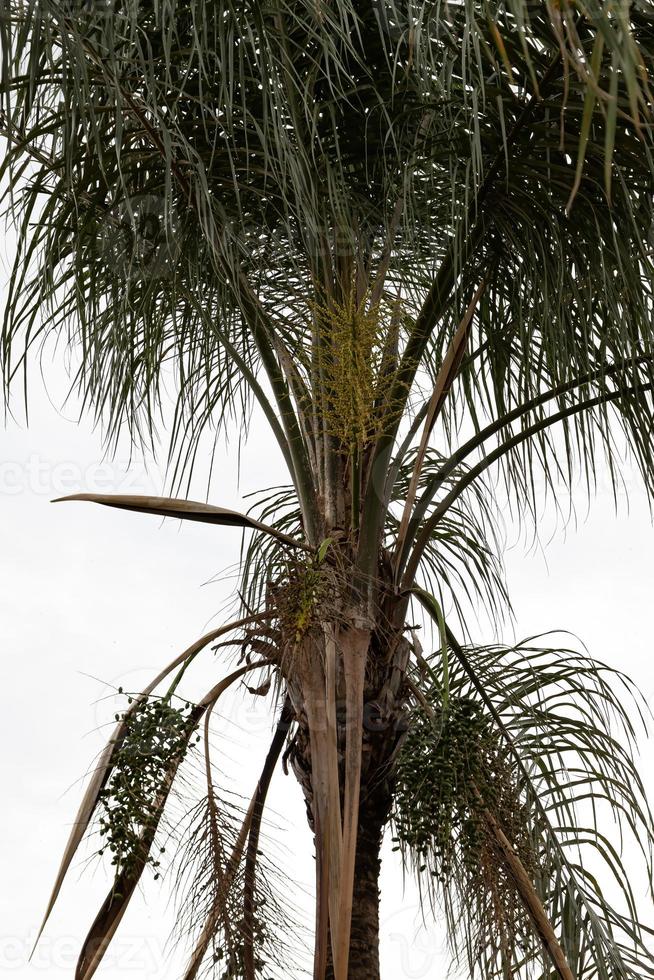 Königin Palme foto