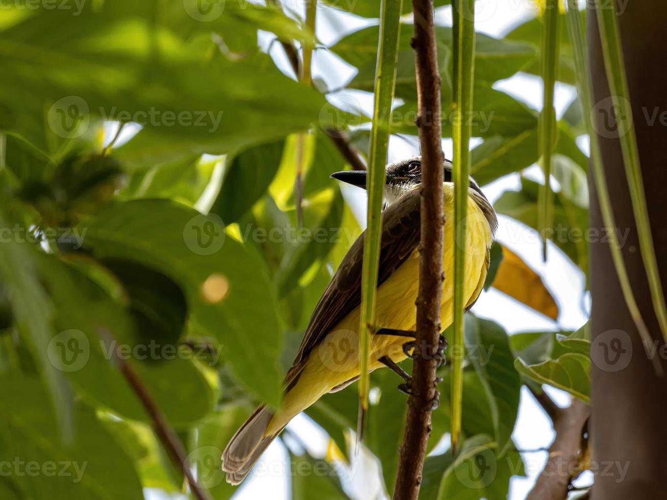 erwachsener toller kiskadee foto