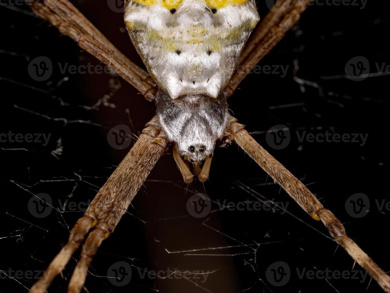 Silbergarten Orbweaver foto