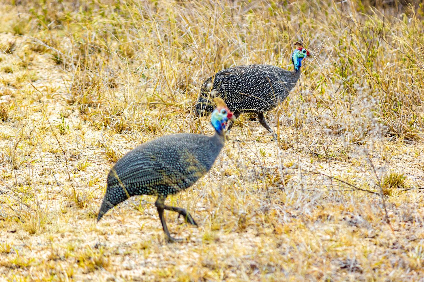 Helm Perlhuhn Vögel Krüger Nationalpark Safari Südafrika. foto