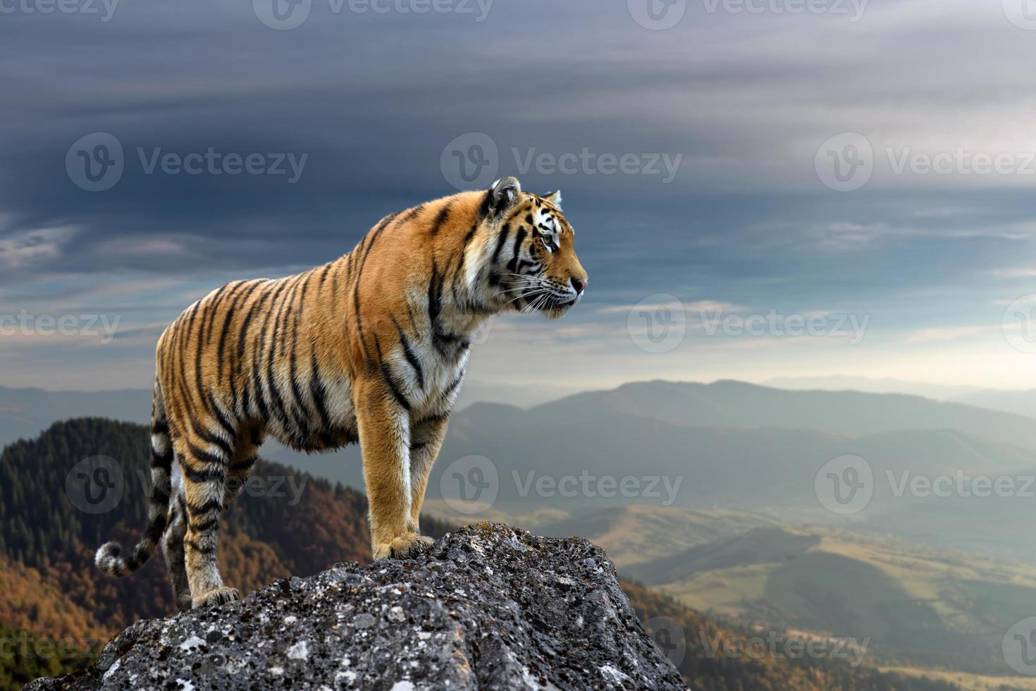 Tiger steht auf einem Felsen vor dem Hintergrund des Abendberges foto