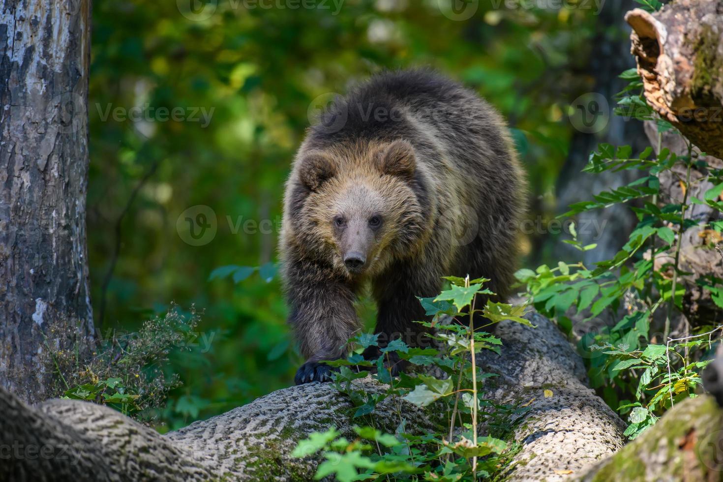 Baby Cub wilder Braunbär auf Baum im Herbstwald. Tier im natürlichen Lebensraum foto