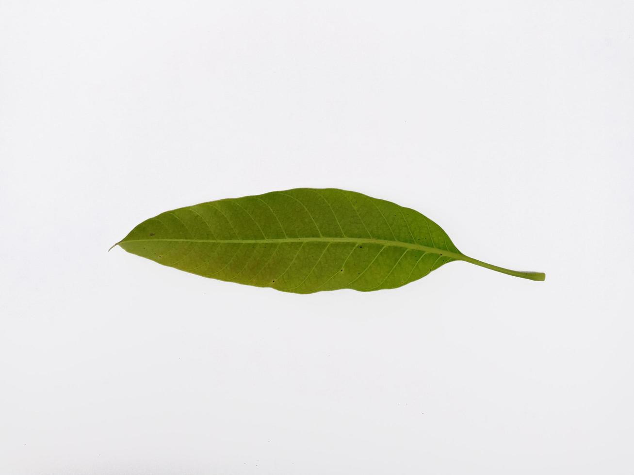 Draufsicht Landschaft junges Mangoblatt isoliert auf weißem Hintergrund foto