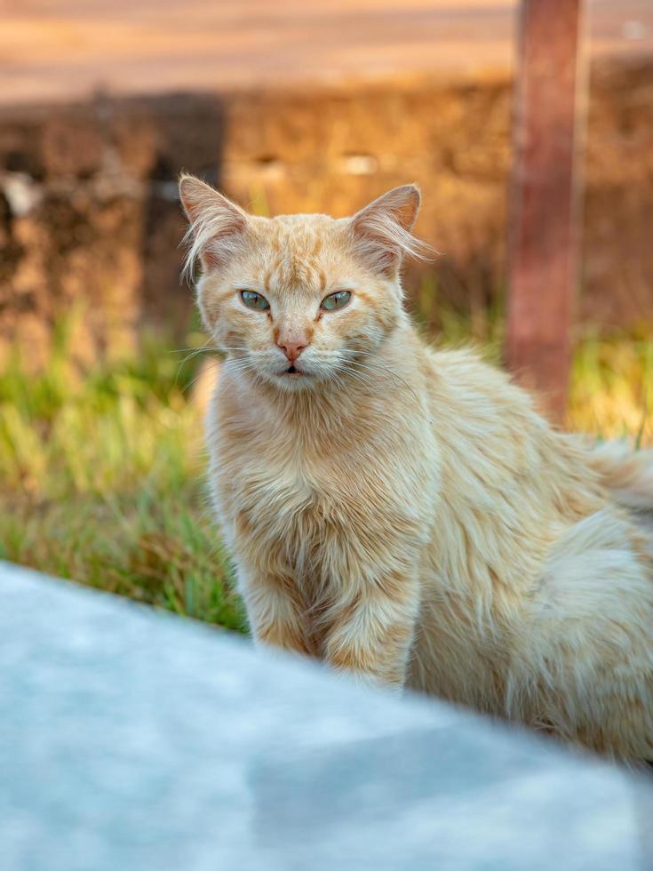 wilde Hauskatze foto