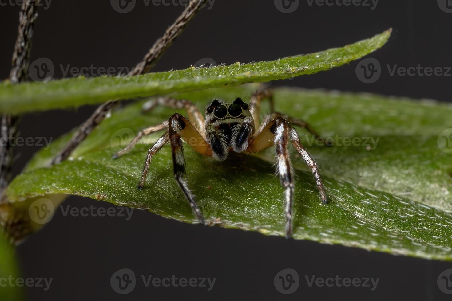 kleine springende Spinne foto