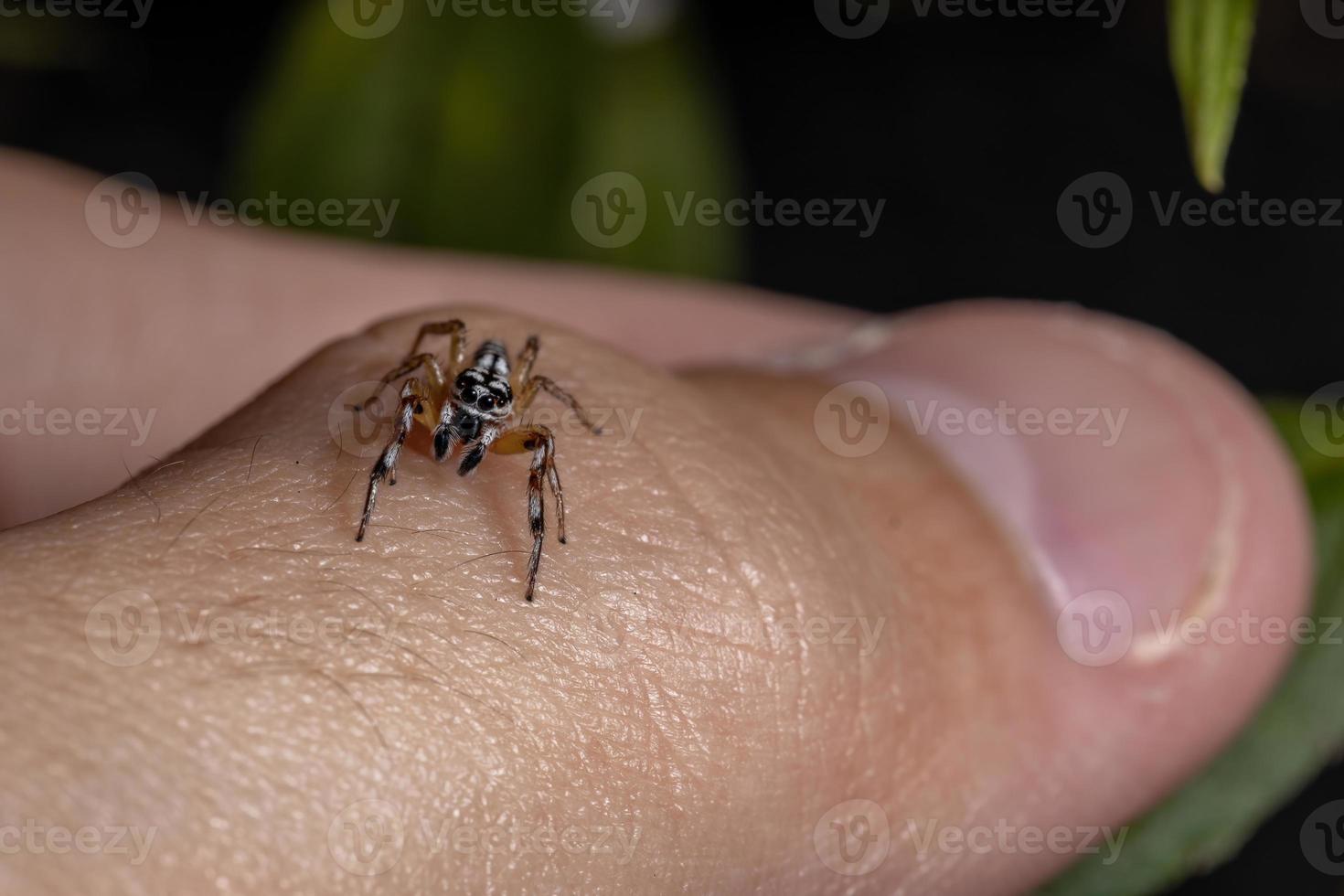 kleine springende Spinne foto