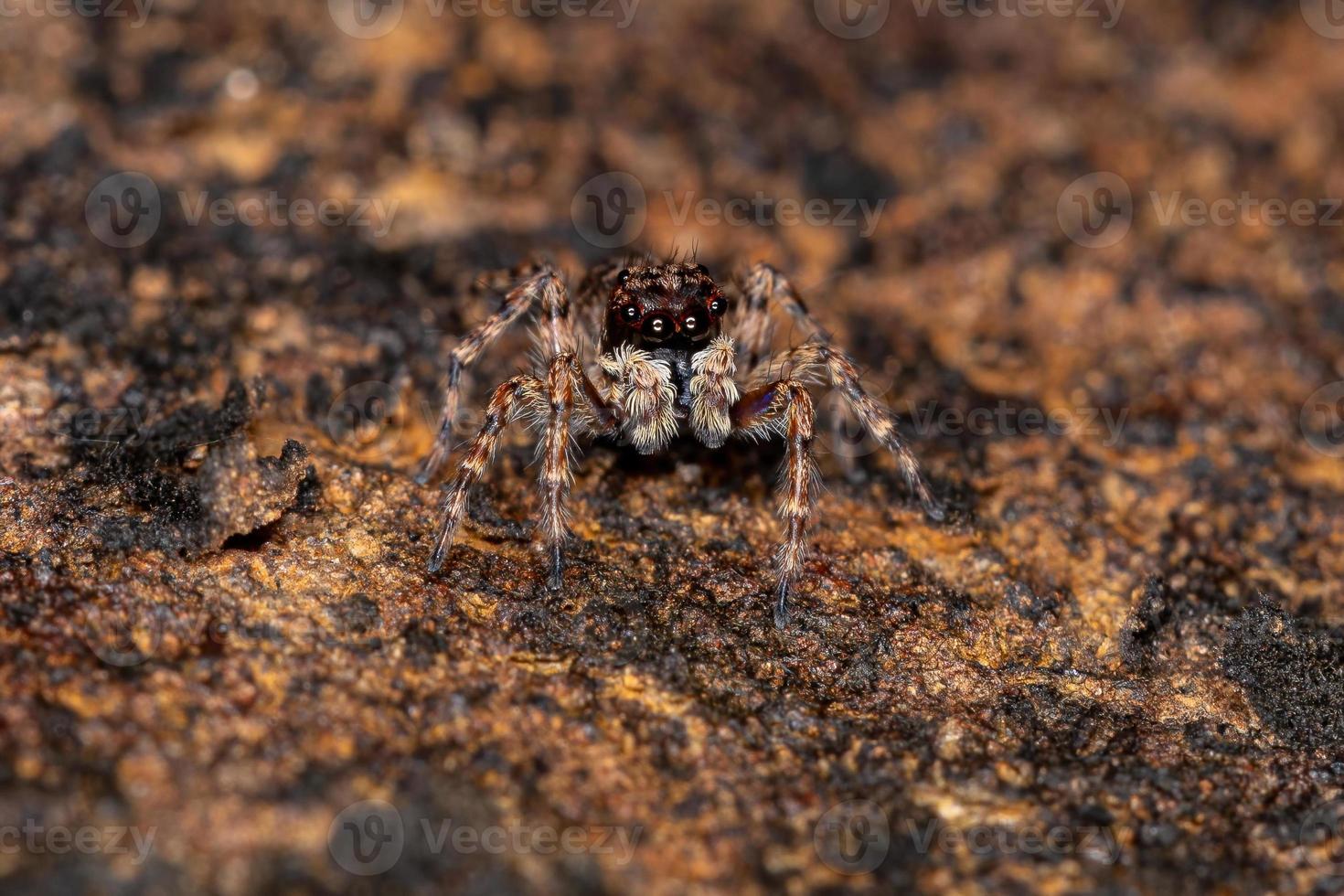 kleine springende Spinne foto