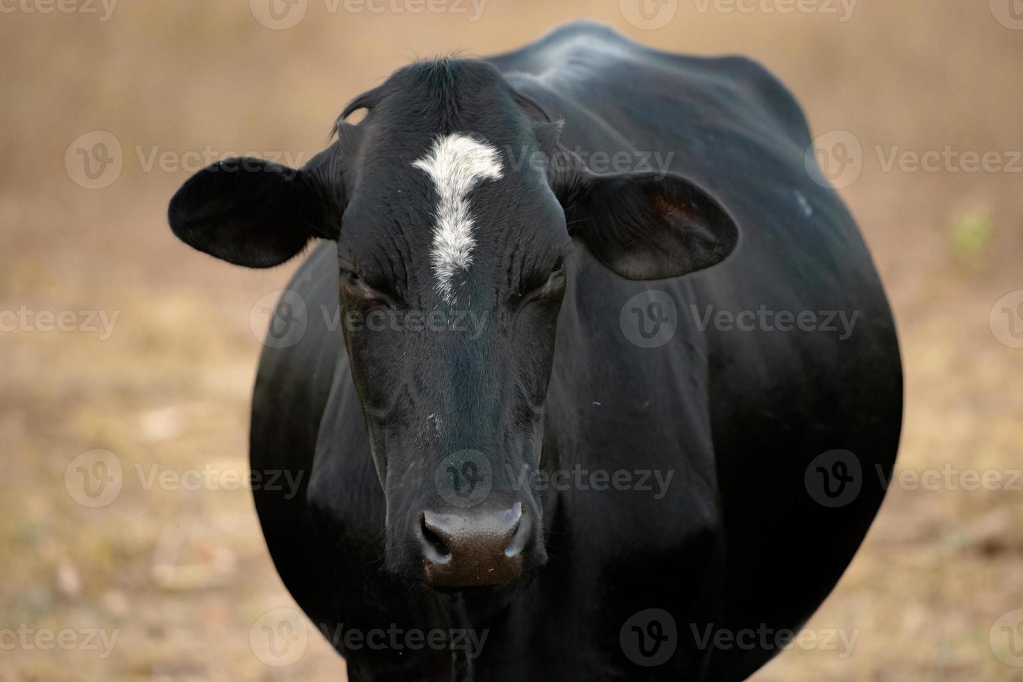 erwachsene Kuh auf einem Bauernhof foto