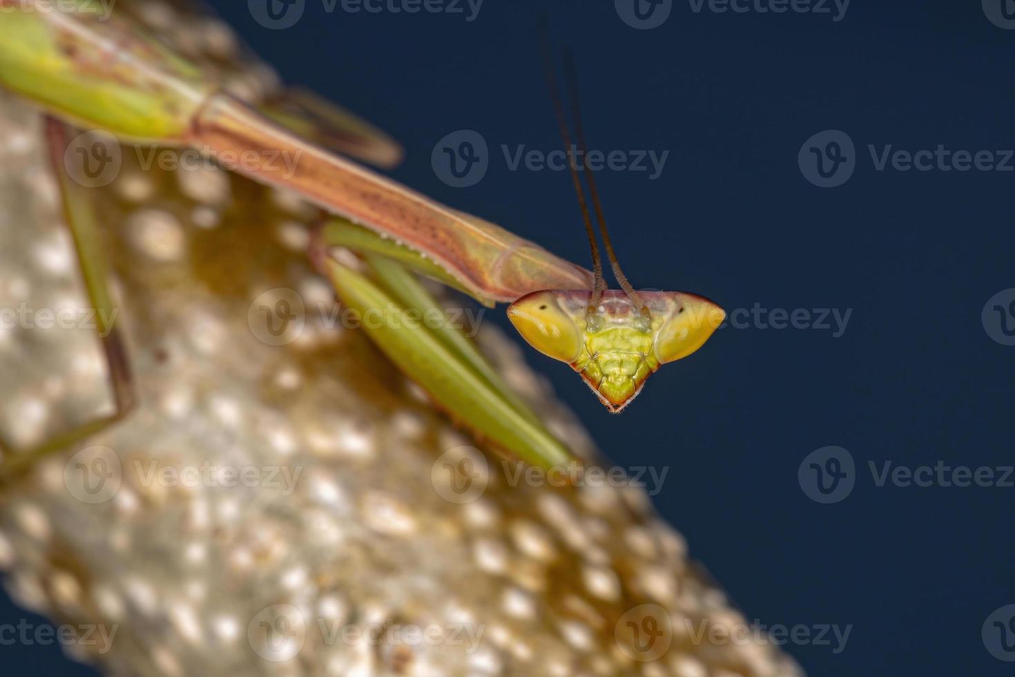 kleine Mantis-Nymphe foto