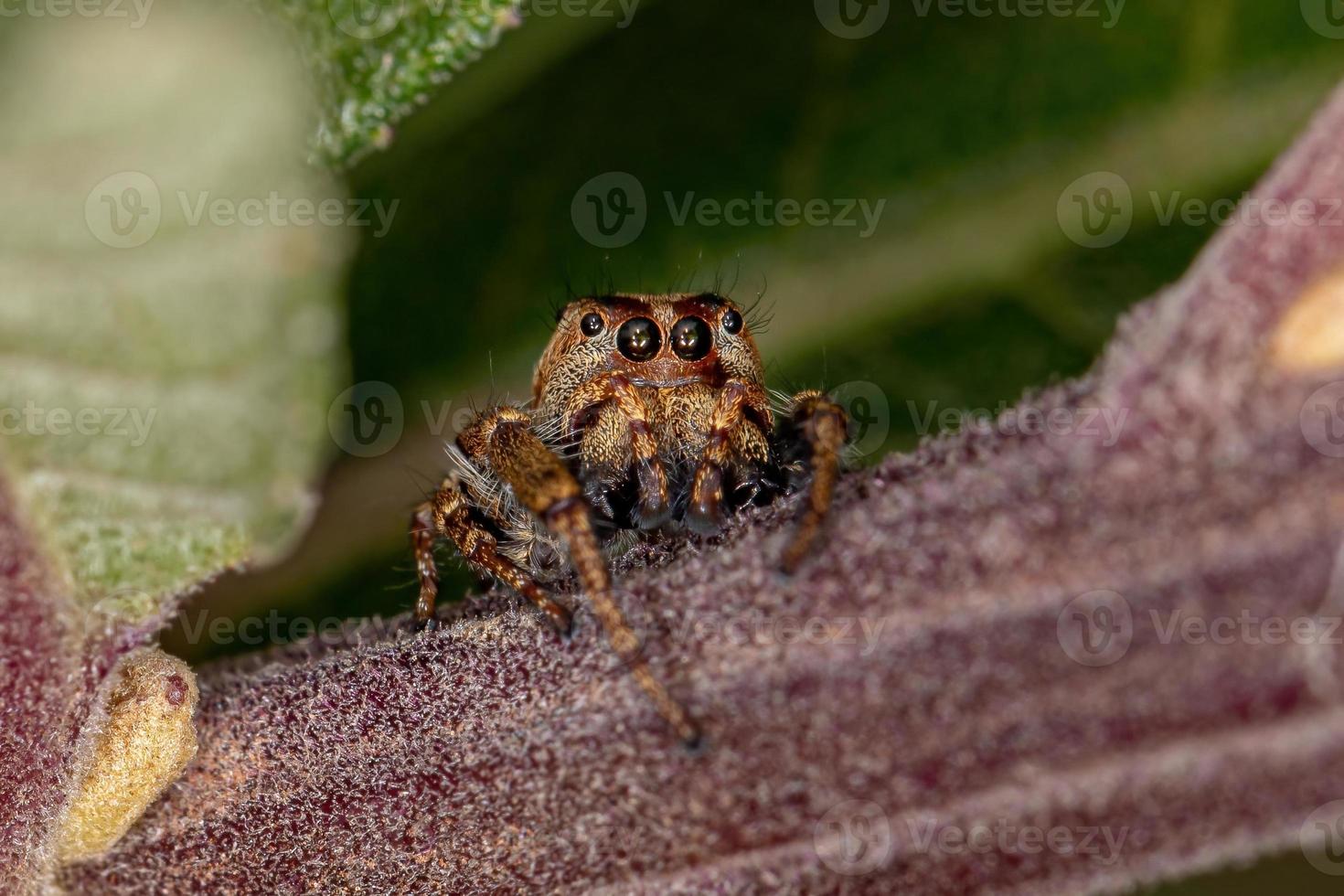 kleine springende Spinne foto