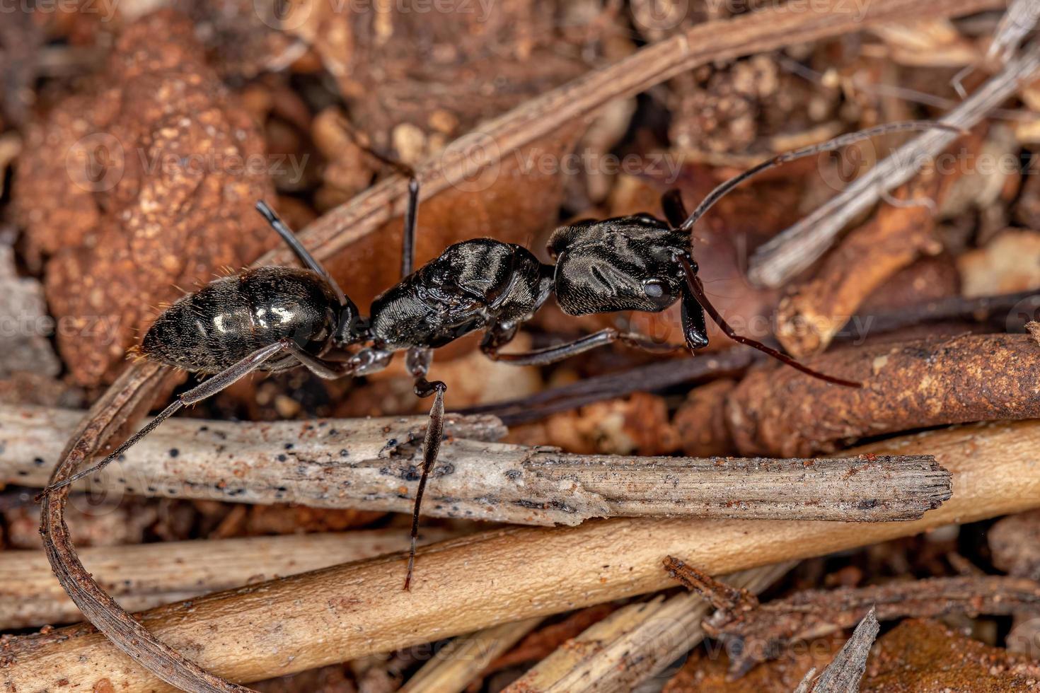 erwachsene weibliche Fallenkieferkönigin ant foto