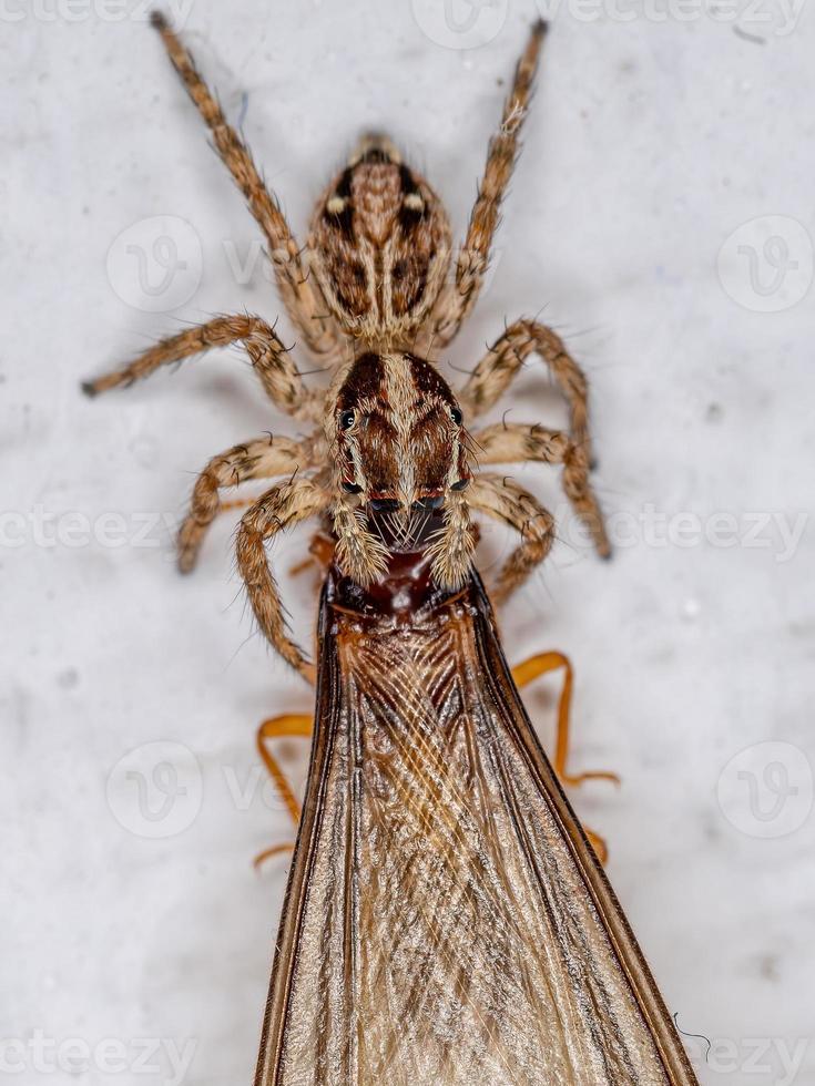 kleine pantropische Springspinne foto