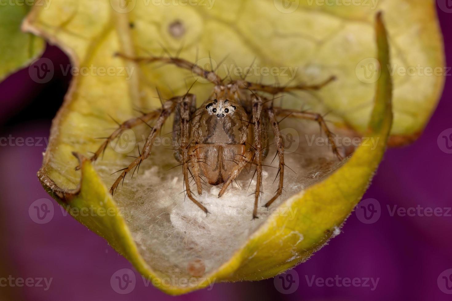 erwachsene weibliche gestreifte Luchsspinne foto