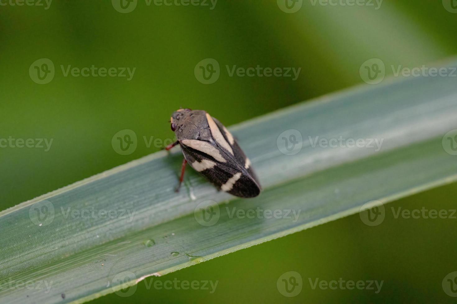 erwachsenes Froschschreckinsekt foto