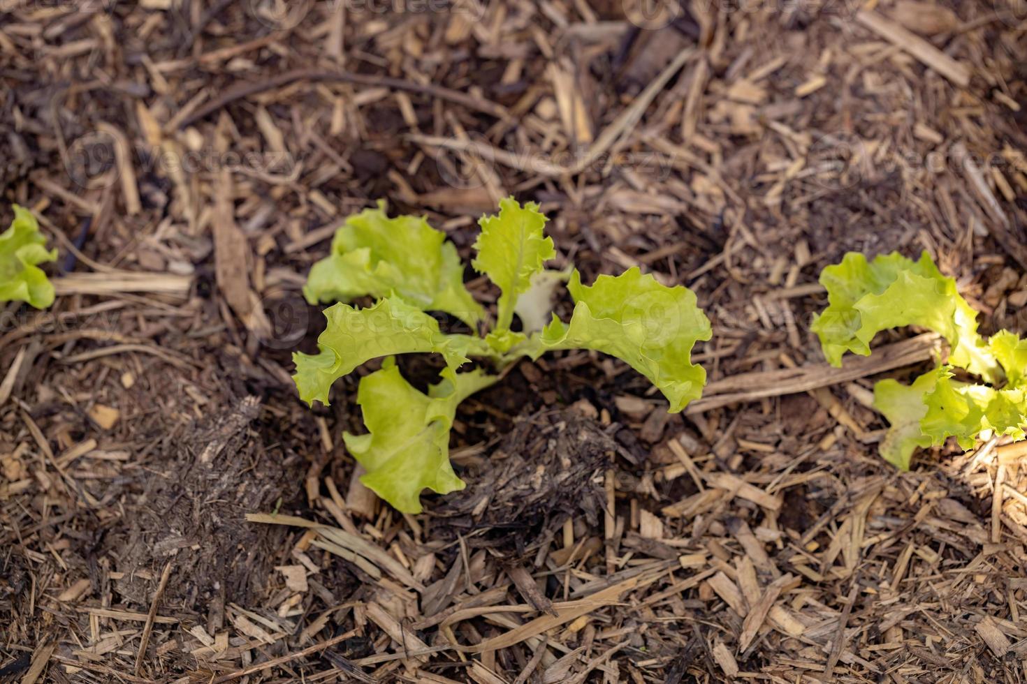 kleine Salatsetzlinge foto