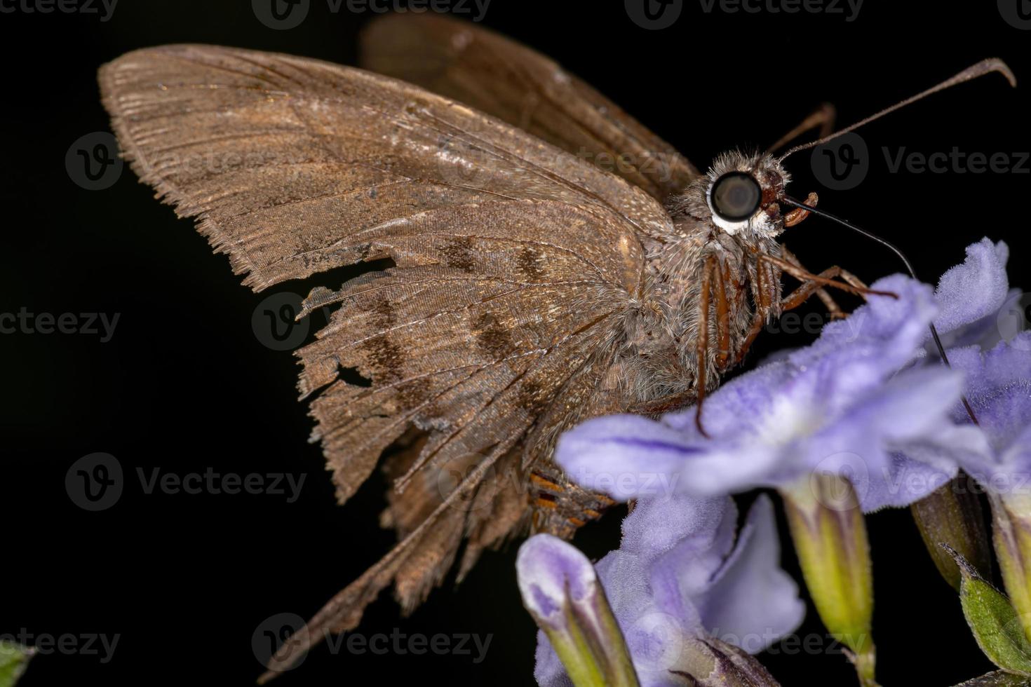 erwachsener Skipper Schmetterling foto