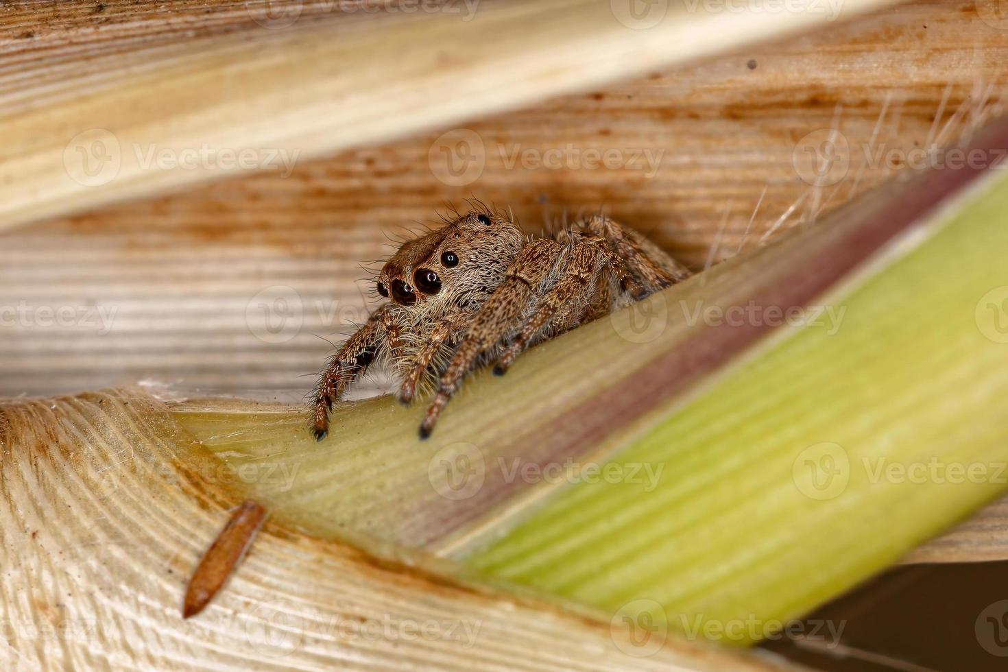 erwachsene weibliche Springspinne foto