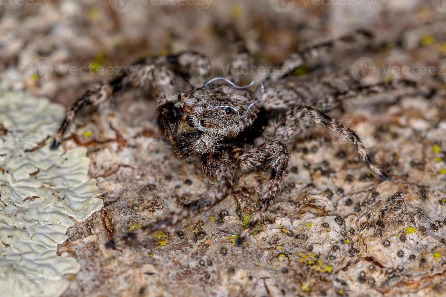 erwachsene männliche springende spinne foto