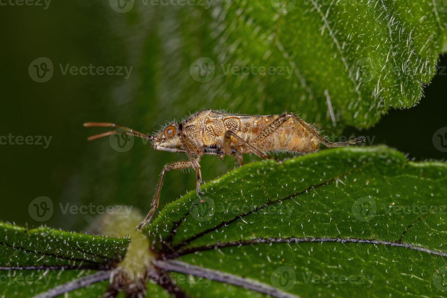 erwachsener Pentatomomorph-Bug foto