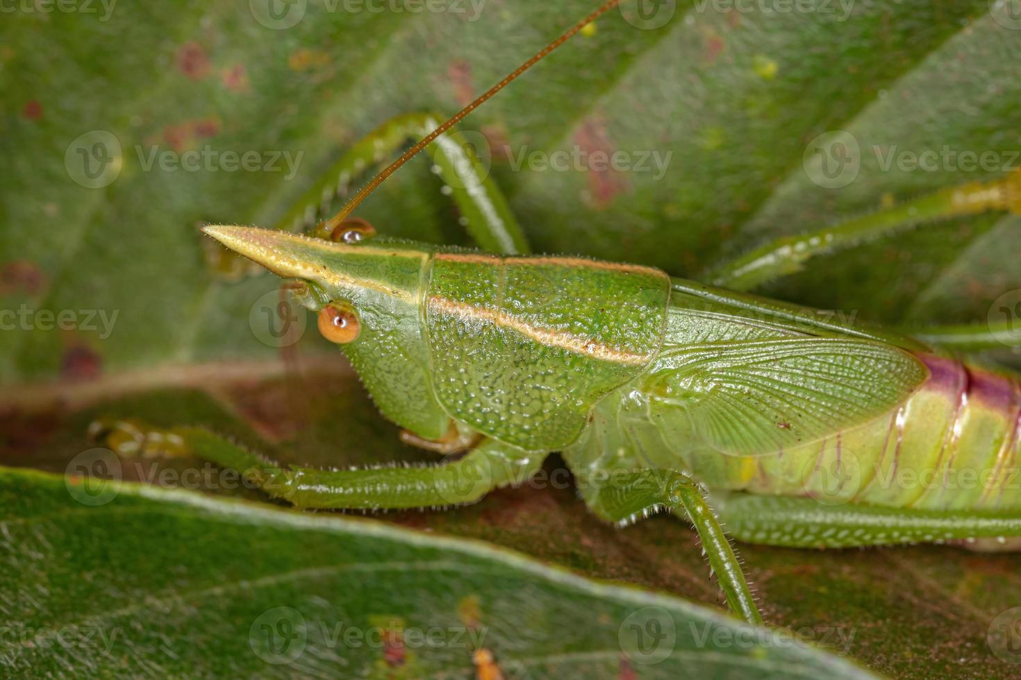 Kegelkopf Katydid Nymphe foto