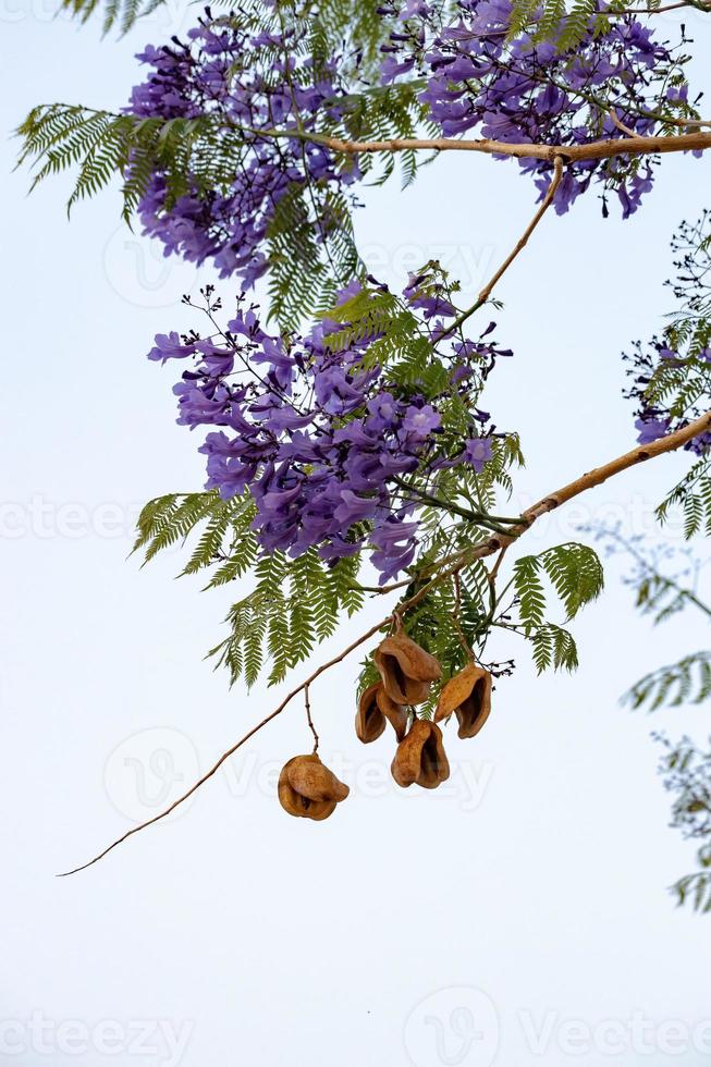 blauer Jacaranda-Baum foto