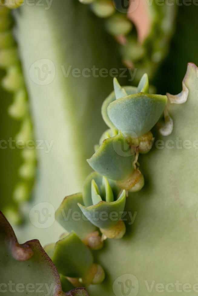 Details zu den Blättern einer Krabbenpflanze foto