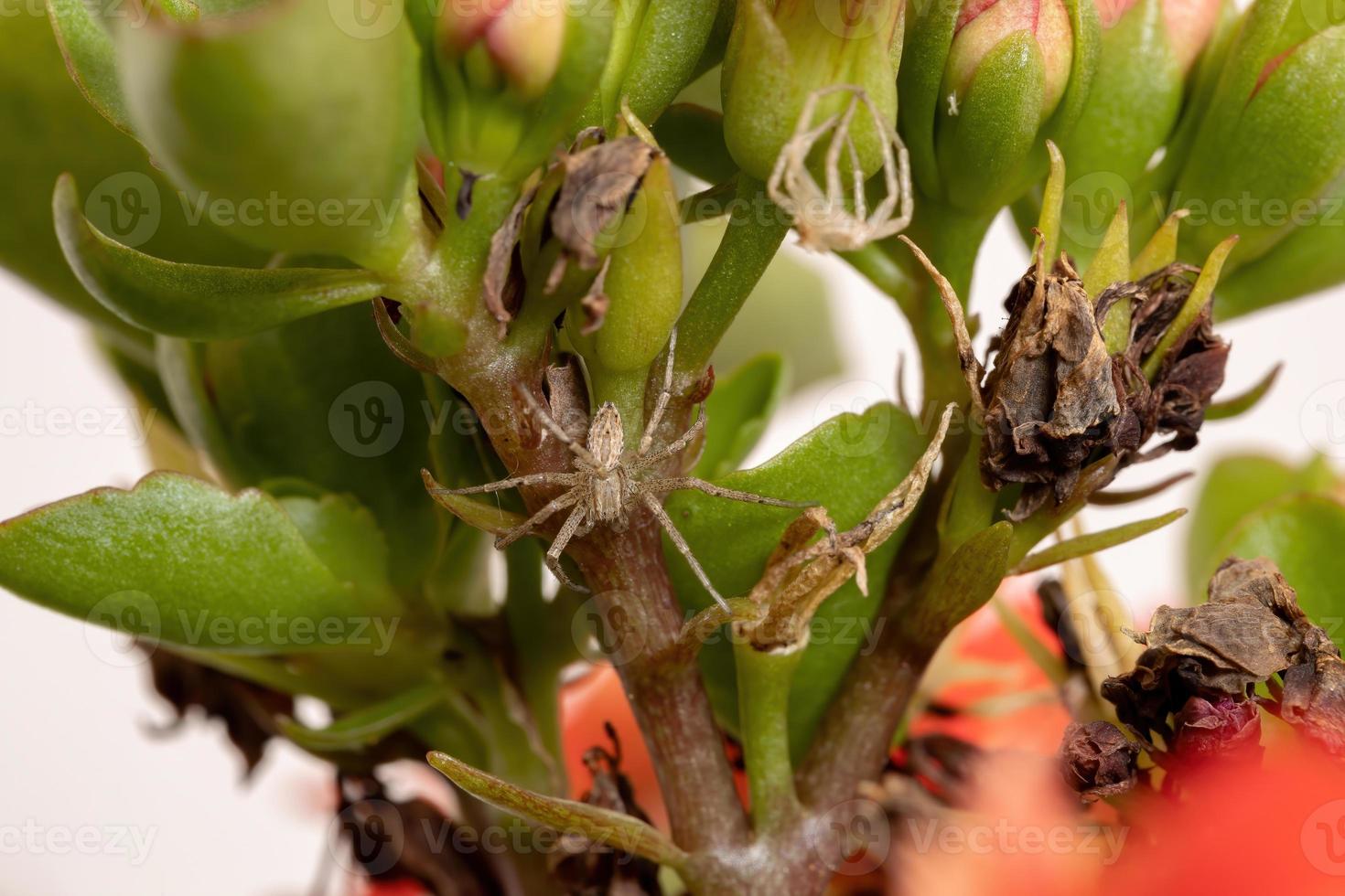 laufende Krabbenspinne foto