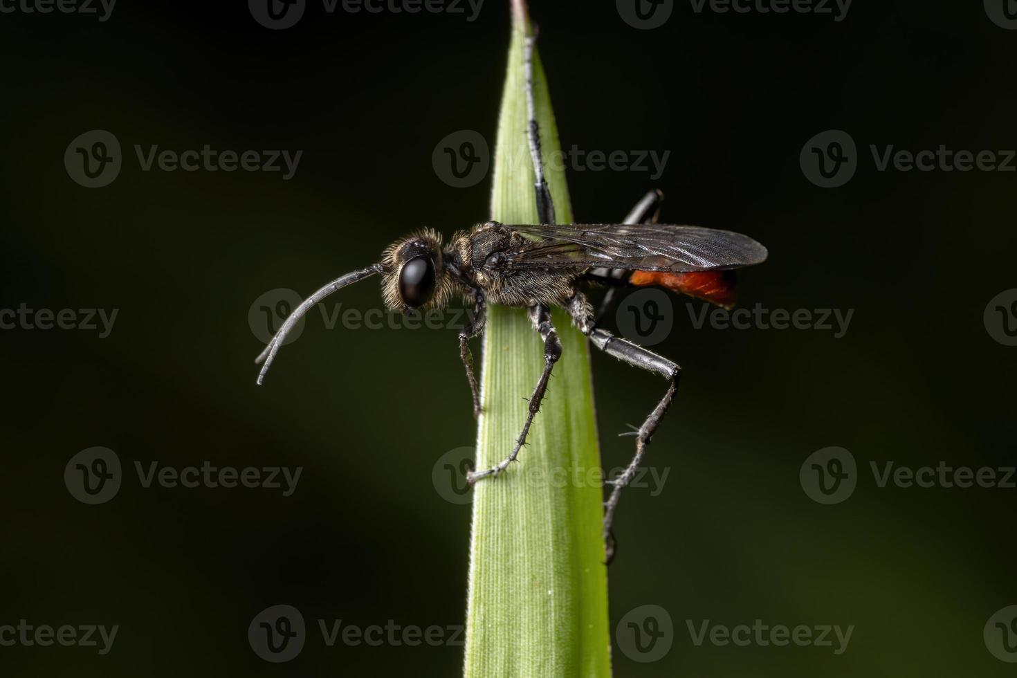 männliche erwachsene faden-taillierte Wespe foto