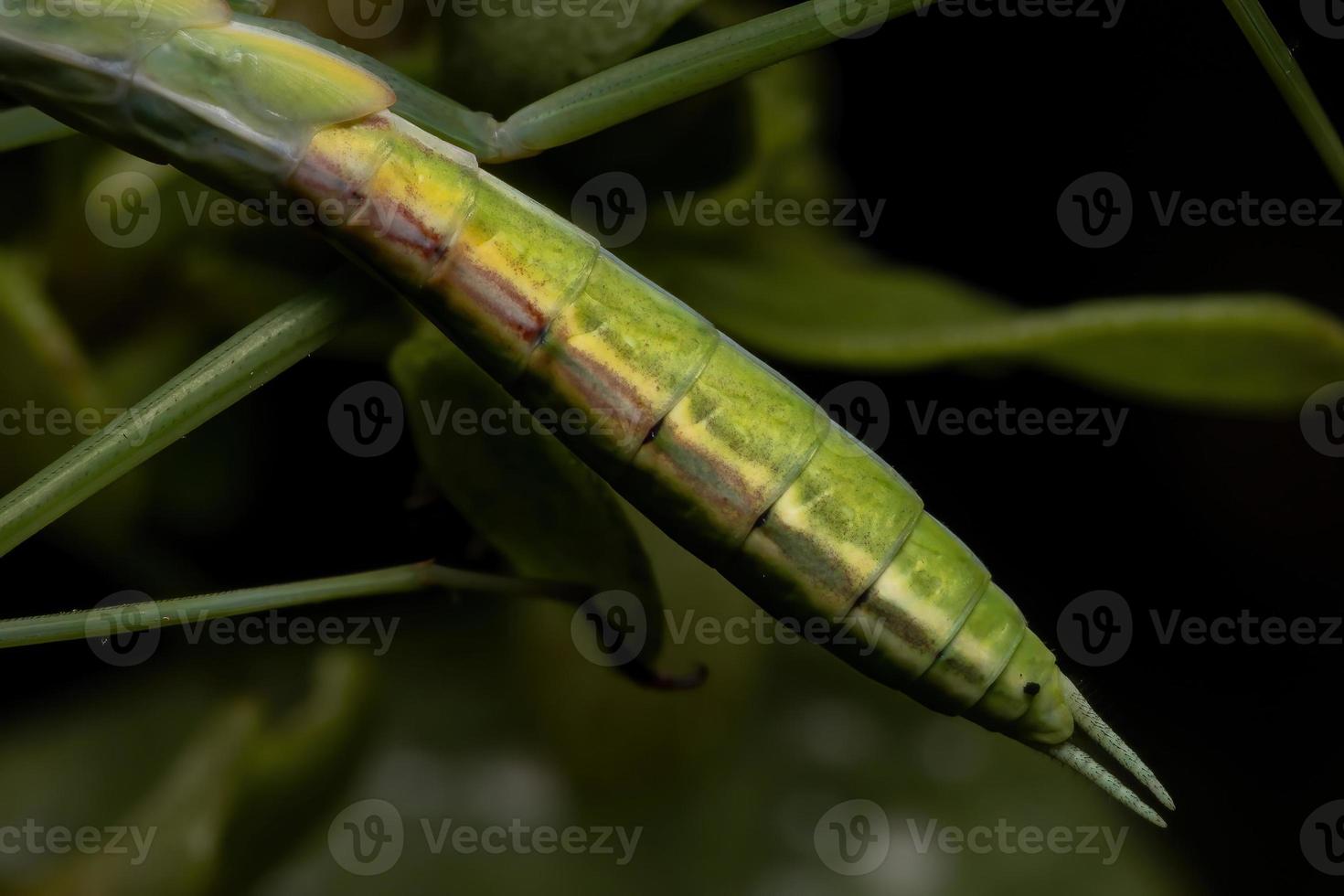 kleine Mantis-Nymphe foto