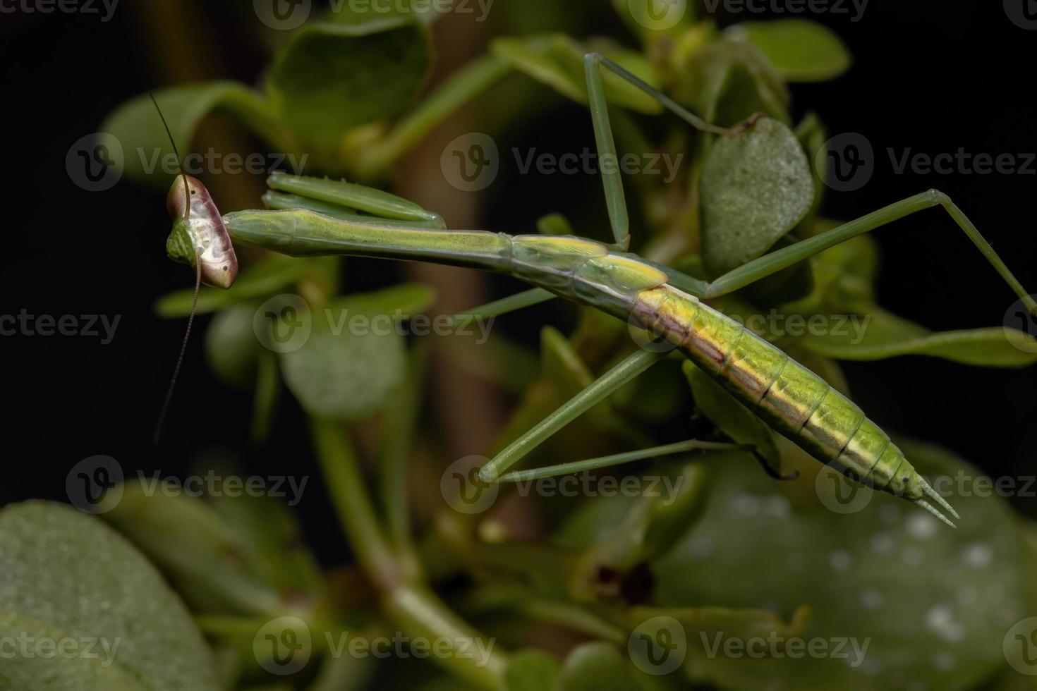 kleine Mantis-Nymphe foto