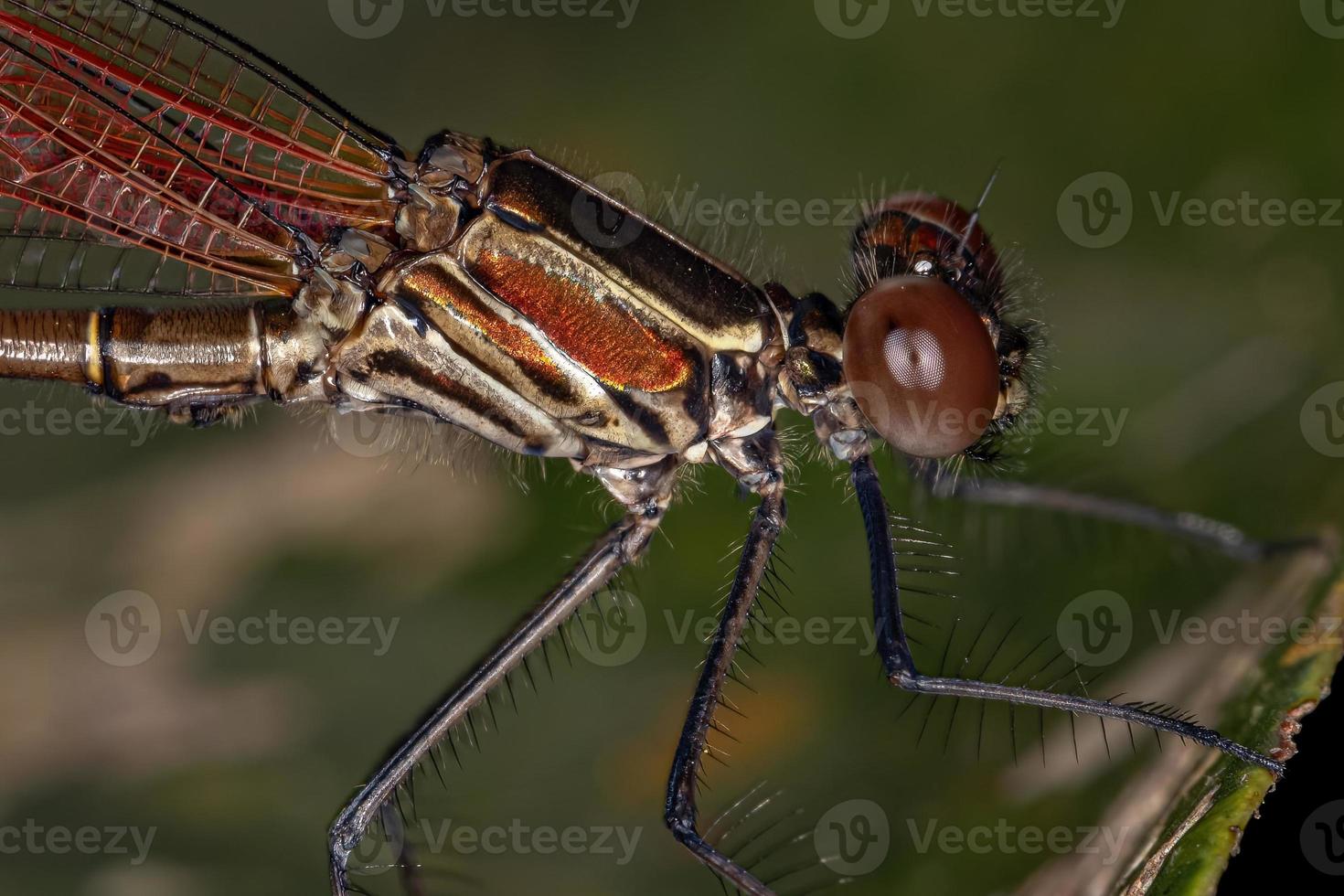 adul rubyspot damselfly insekt foto