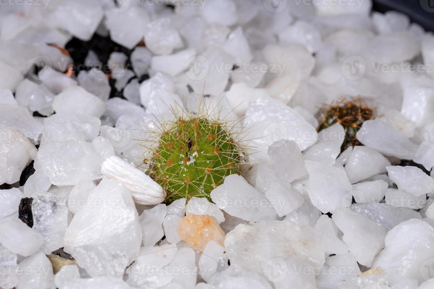 kleiner grüner Kaktus foto