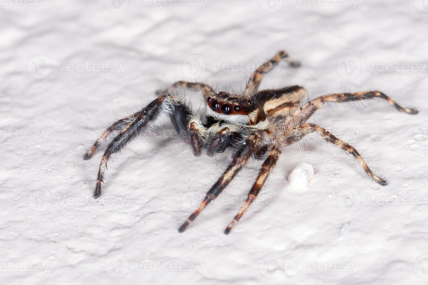 Erwachsene graue Wand springende Spinne foto