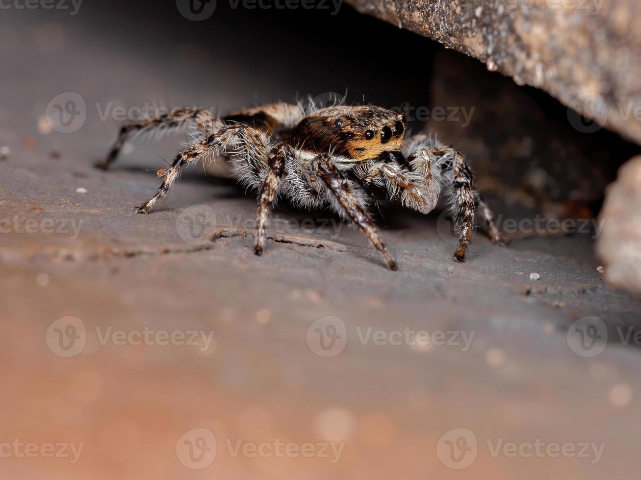 graue Wand springende Spinne foto