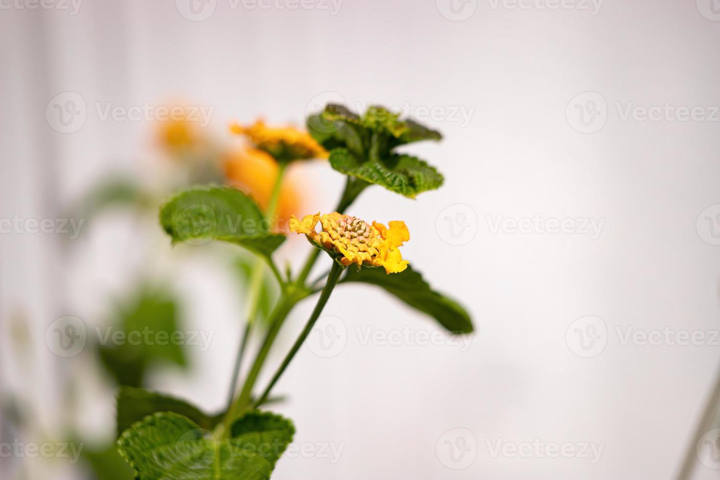 Blume der gemeinsamen Lantana foto